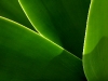 test_backgrounds_20090629_2084031795